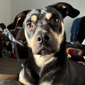 Papas, a Black, Tan Chihuahua Mix Dog