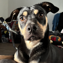 {petName}, a Black, Tan Chihuahua Mix Dog